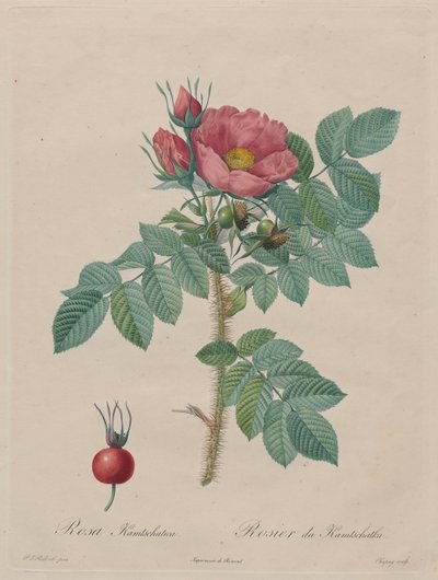 Kamtschatka Rose (Rosa Kamtschatica) von Unbekannt Unbekannt